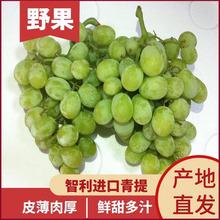 進(jìn)口日本網(wǎng)紅水果生鮮晴王陽光玫瑰葡萄現(xiàn)采現(xiàn)摘青島港報關(guān)